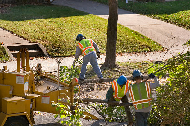 Professional Tree Removal and Landscaping Services in Gering, NE